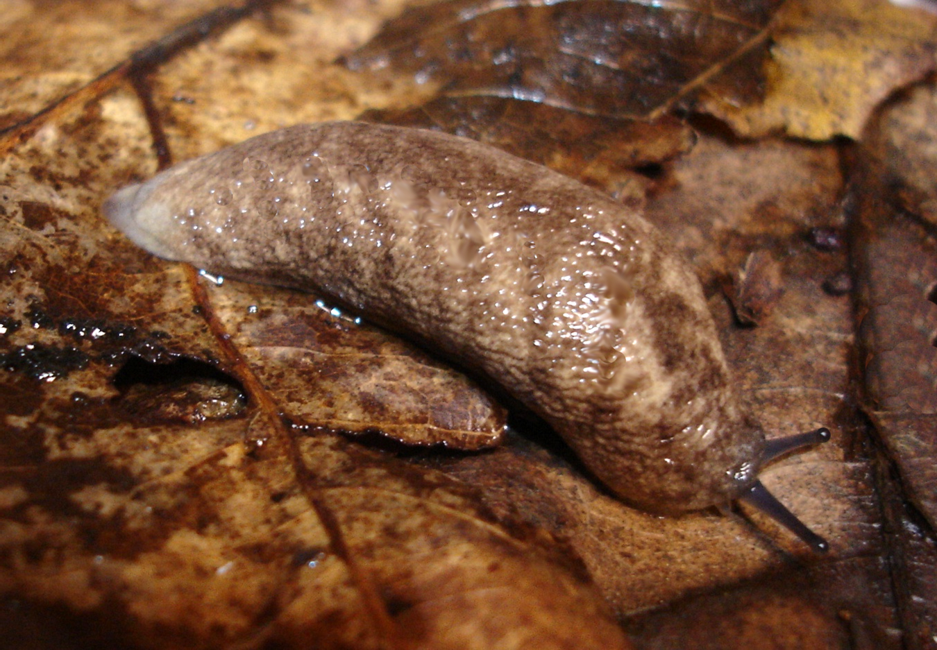 VA_LandSnails